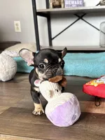 Kili, a male French Bulldog for sale in Braham, MN – 4 of 10