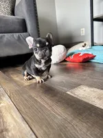 Kili, a male French Bulldog for sale in Braham, MN – 2 of 10