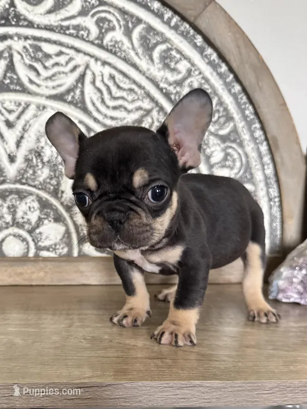 Mickey  – French Bulldog puppy for sale in Braham, MN
