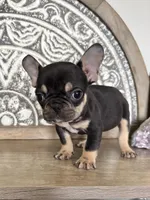 Kili, a male French Bulldog for sale in Braham, MN – 7 of 10