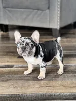 Gypsy, a female French Bulldog for sale in Braham, MN – 2 of 10