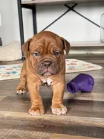 Lassie, a female Olde English Bulldogge for sale in Braham, MN – 4 of 8