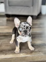 Gypsy, a female French Bulldog for sale in Braham, MN – 4 of 10