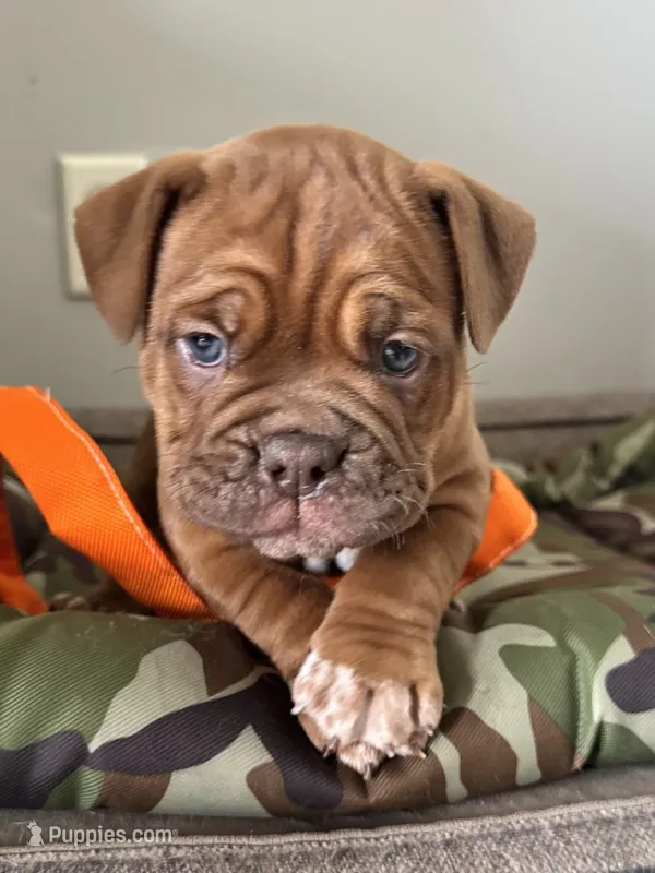 Lassie – Olde English Bulldogge puppy for sale in Braham, MN