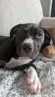Love Bug, a female American Pit Bull Terrier for sale in Plainfield, IN – 7 of 10