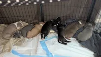 Love, a female American Pit Bull Terrier for sale in Plainfield, IN – 4 of 10