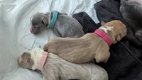 Roo, a female American Pit Bull Terrier for sale in Plainfield, IN – 10 of 10