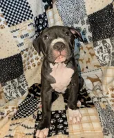 Love Bug, a female American Pit Bull Terrier for sale in Plainfield, IN – 10 of 10