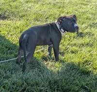 Love, a female American Bully and American Pit Bull Terrier for sale in Plainfield, IN – 3 of 10
