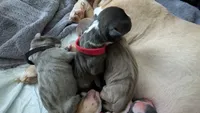 Opie, a male American Pit Bull Terrier for sale in Plainfield, IN – 7 of 10