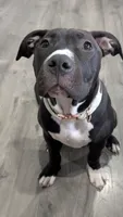 Love Bug, a female American Pit Bull Terrier for sale in Plainfield, IN – 6 of 10