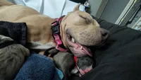 Opie, a male American Pit Bull Terrier for sale in Plainfield, IN – 9 of 10