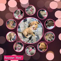 Roo, a female American Pit Bull Terrier for sale in Plainfield, IN – 5 of 10