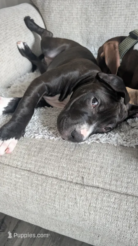 Love Bug – American Pit Bull Terrier puppy for sale in Plainfield, IN