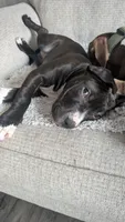 Love Bug, a female American Pit Bull Terrier for sale in Plainfield, IN – 1 of 10