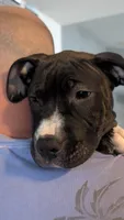 Love Bug, a female American Pit Bull Terrier for sale in Plainfield, IN – 2 of 10