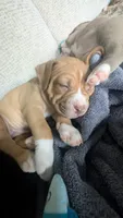 Roo, a female American Pit Bull Terrier for sale in Plainfield, IN – 6 of 10