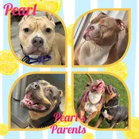 Love Bug, a female American Pit Bull Terrier for sale in Plainfield, IN – 8 of 10