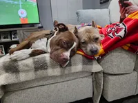 Love Bug, a female American Pit Bull Terrier for sale in Plainfield, IN – 9 of 10