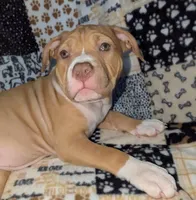 Roo, a female American Pit Bull Terrier for sale in Plainfield, IN – 2 of 10