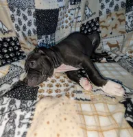 Love, a female American Pit Bull Terrier for sale in Plainfield, IN – 6 of 10