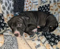 Opie, a male American Pit Bull Terrier for sale in Plainfield, IN – 6 of 10