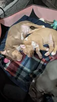 Roo, a female American Pit Bull Terrier for sale in Plainfield, IN – 4 of 10