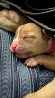Roo, a female American Pit Bull Terrier for sale in Plainfield, IN – 8 of 10