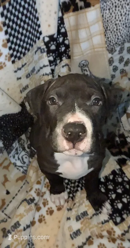 Opie – American Pit Bull Terrier puppy for sale in Plainfield, IN