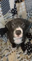 Opie, a male American Pit Bull Terrier for sale in Plainfield, IN – 1 of 10