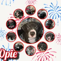 Opie, a male American Pit Bull Terrier for sale in Plainfield, IN – 5 of 10