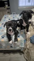 Love Bug, a female American Pit Bull Terrier for sale in Plainfield, IN – 6 of 10