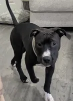 Love Bug, a female American Pit Bull Terrier for sale in Plainfield, IN – 3 of 10