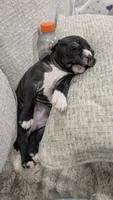 Love, a female American Pit Bull Terrier for sale in Plainfield, IN – 5 of 10