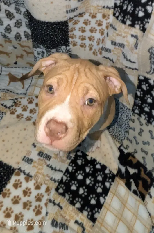 Roo – American Pit Bull Terrier puppy for sale in Plainfield, IN
