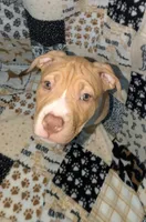 Roo, a female American Pit Bull Terrier for sale in Plainfield, IN – 1 of 10