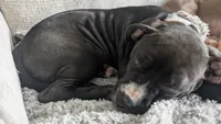 Love Bug, a female American Pit Bull Terrier for sale in Plainfield, IN – 8 of 10