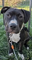 Love, a female American Bully and American Pit Bull Terrier for sale in Plainfield, IN – 5 of 10