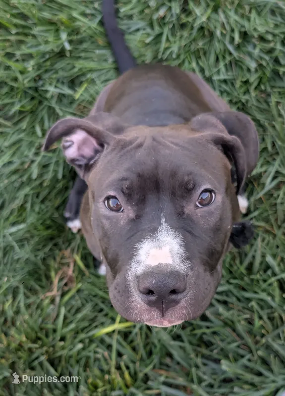 Love – American Pit Bull Terrier puppy for sale in Plainfield, IN