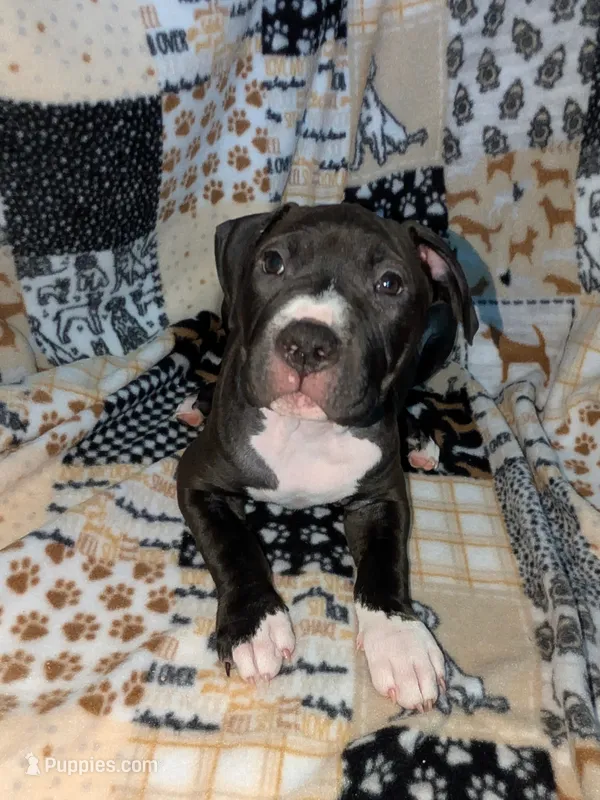 Love – American Pit Bull Terrier puppy for sale in Plainfield, IN