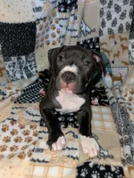 Love, a female American Pit Bull Terrier for sale in Plainfield, IN – 1 of 10