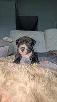 Opie, a male American Pit Bull Terrier for sale in Plainfield, IN – 3 of 10