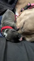 Opie, a male American Pit Bull Terrier for sale in Plainfield, IN – 2 of 10