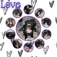 Love, a female American Pit Bull Terrier for sale in Plainfield, IN – 10 of 10