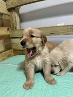 Pinky, a female Golden Retriever for sale in Tuscaloosa, AL – Photo 3 of 10