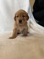 Pinky, a female Golden Retriever for sale in Tuscaloosa, AL – Photo 6 of 10