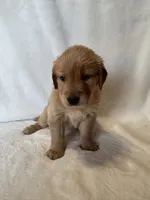 Pinky, a female Golden Retriever for sale in Tuscaloosa, AL – Photo 7 of 10
