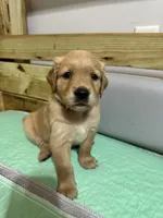 Pinky, a female Golden Retriever for sale in Tuscaloosa, AL – Photo 8 of 10