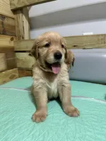 Pinky, a female Golden Retriever for sale in Tuscaloosa, AL – Photo 4 of 10