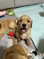 Teddy, a male Golden Retriever for sale in Tuscaloosa, AL – Photo 7 of 10